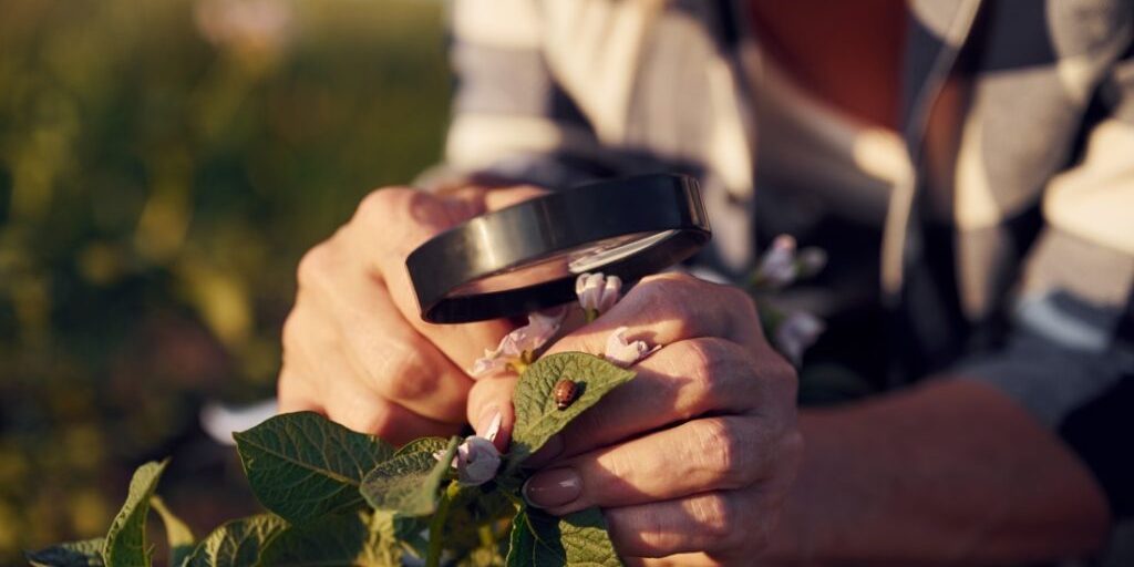Sitting and looking at the plants under magnifying glass. Woman is on the agricultural field at daytime Sitting and looking at the plants under magnifying glass. Woman is on the agricultural field at daytime.